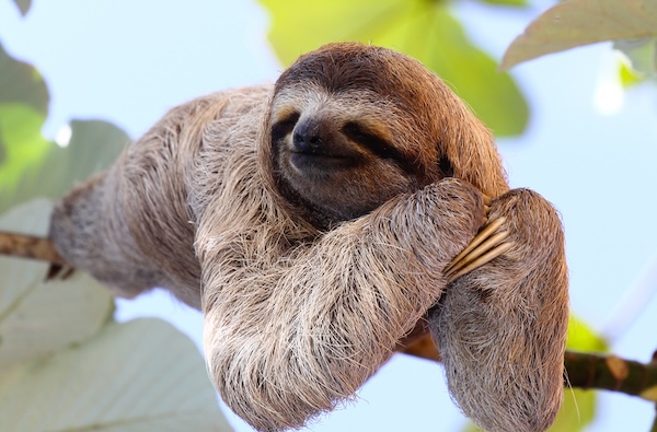 Sloth, by Janossygergely. October 2 newsletter