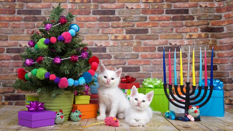 Kittens surrounded by holiday accoutrements, both Christmas and Hanukkah.