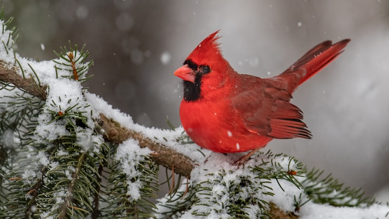 Male Northern cardinal on a snowy branch, ready for his winter wander. By Harry Collins