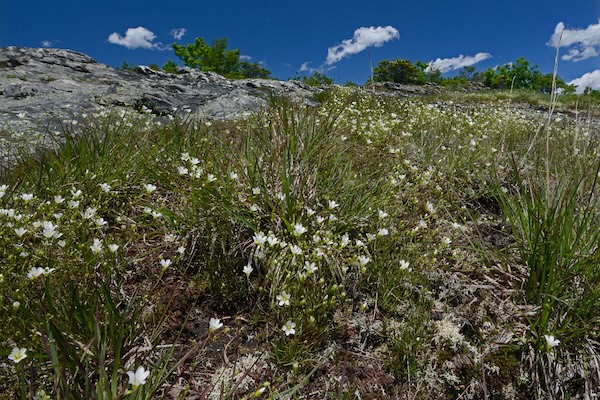 Mountain sandwort (Minuartia groenlandica) at Buffalo Mountain Natural Area Preserve, Floyd County. Photo by Virginia Department of Conservation and Recreation.
