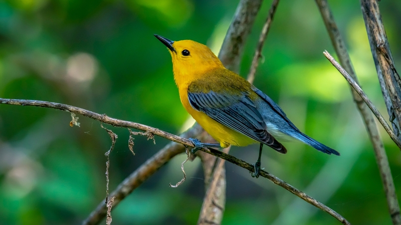 Prothonotary warbler, by Wirestock. Used with What's Booming January 8, promoting James River educational event