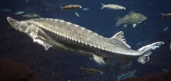 Sturgeon. By Eugene Sergeev