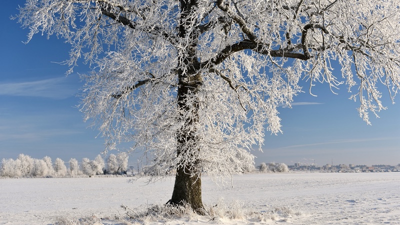 Peaceful snowscape, captured in a Kodak camera moment. Regina Sarkuviene