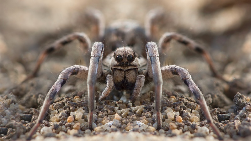 Tarantulas on the ground, by Armenarmen88. Who will kill the spiders?