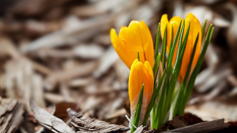 crocuses in spring. for what's booming march 5 2026