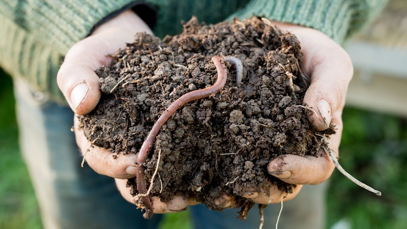 A person holds an earthworm in rich soil, for the tyger and the worm