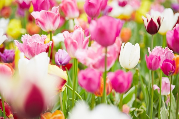 Field of tulips. Robert Kneschke