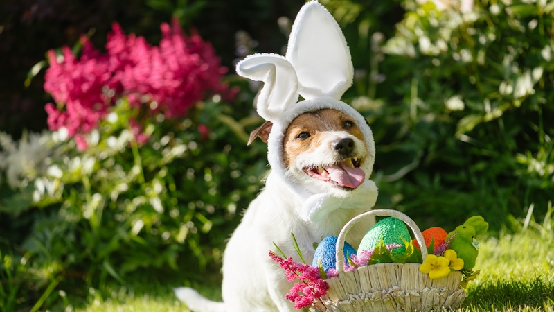 Dog in an Easter Costume! Spring into spring in Richmond with Easter events, concerts, a beautiful evening for First Fridays, a new season for the Flying Squirrels – at a new stadium – and more. In What’s Booming, April 2 to 9, 2026.
