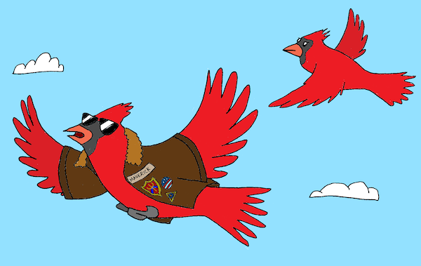 Name That Cartoon Caption: May 2026 - Two male cardinals flying in the sky, one wearing an aviator's jacket with a name tag of "Maverick"