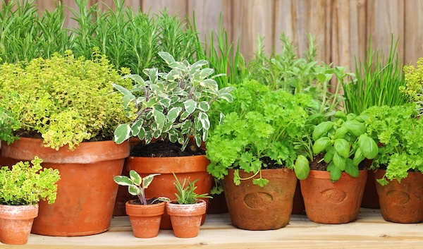 Potted plants, April 18. Angelamaria