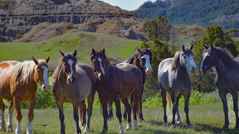 Wild horses at Theodore Roosevelt National Park, North Dakota (Nick Thomas)