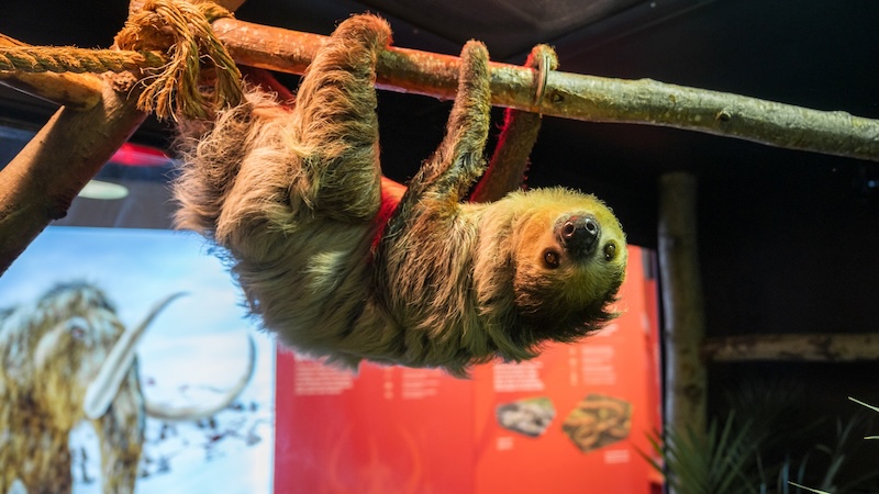 Sloth from "Survival of the Slowest" exhibition. Credit: Little Ray's Exhibitions