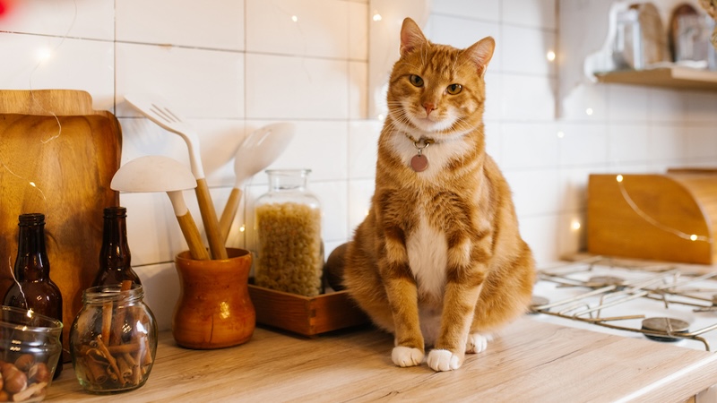 Cats on counter. Olgarimaschewvsckaya