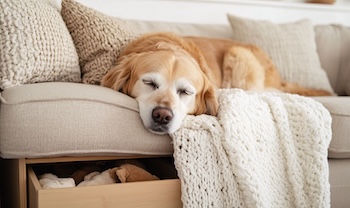 Golden retriever sleeping at home alone. By Maksim Marchanka