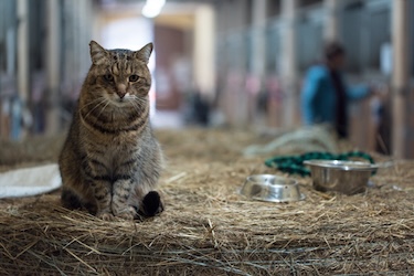 A barn cat, for pet advice column on grieving cats and friendly feral feline
