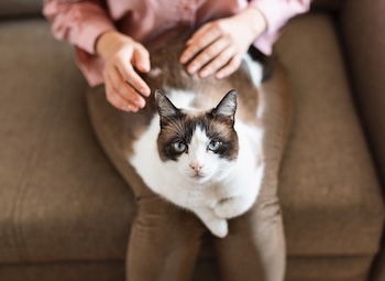 A cat on a woman's lap. Prostockstudio