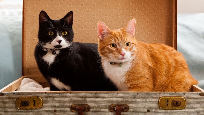 cats in a suitcase, for concept of traveling with cats. Ivan Vander Bison