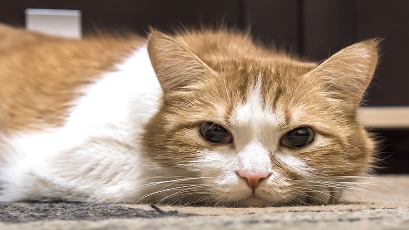 A sad kitty for pet advice column on grieving cats
