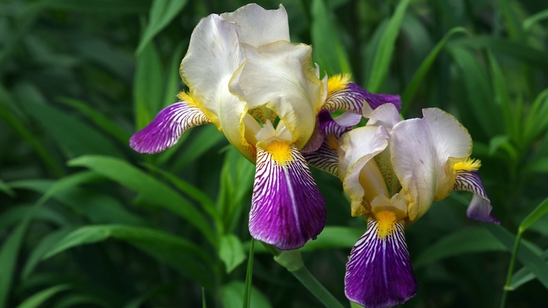 The beauty of these flowers makes the appreciation of irises a natural. Oleksii Kriachko