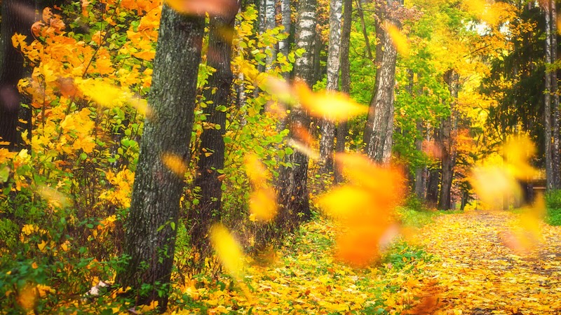 Autumn leaves falling in a forest. Credit: Siarhei Dzmitryienka, Dreamstime